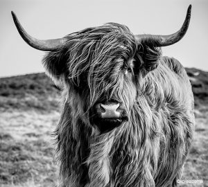 Fotobehang Highlander cow 2